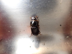 Acrossidius tasmaniae