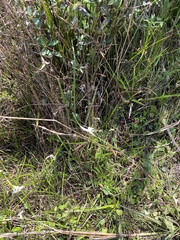 Rhynchospora colorata