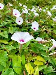 Ipomoea anisomeres