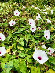 Ipomoea anisomeres