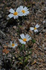 Layia glandulosa