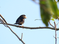 Sporophila crassirostris