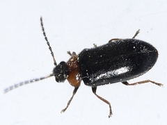 Exneria ruficollis