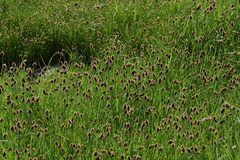 Carex gayana