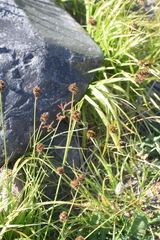 Carex macloviana