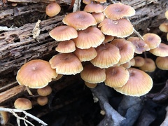 Xeromphalina campanella