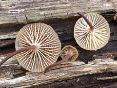 Xeromphalina campanella
