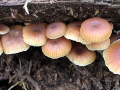 Xeromphalina campanella