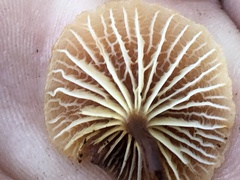 Xeromphalina campanella
