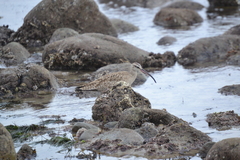Numenius phaeopus hudsonicus