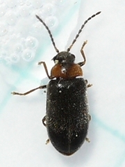 Exneria ruficollis