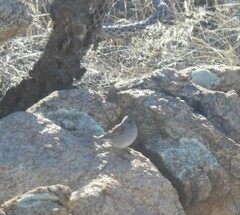 Spizella atrogularis