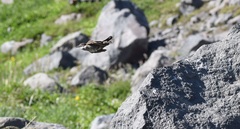 Cinclodes patagonicus