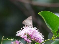 Deudorix epijarbas