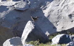 Cinclodes patagonicus