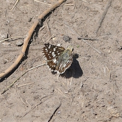 Burnsius orcynoides