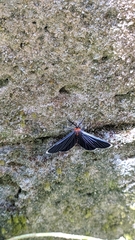 Melanchroia chephise