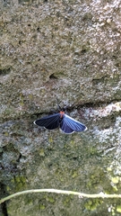 Melanchroia chephise