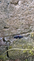 Melanchroia chephise