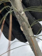 Dahlica triquetrella