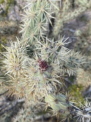 Cylindropuntia acanthocarpa