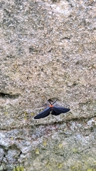 Melanchroia chephise