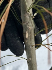 Dahlica triquetrella