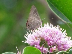 Deudorix epijarbas