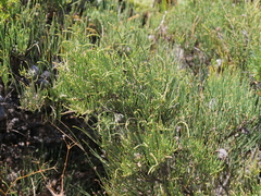Allocasuarina humilis