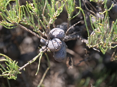 Allocasuarina humilis