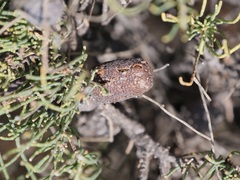 Allocasuarina humilis