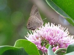 Deudorix epijarbas