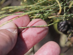 Allocasuarina humilis