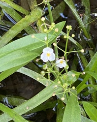 Sagittaria chapmanii