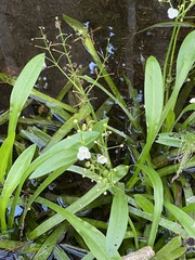 Sagittaria chapmanii