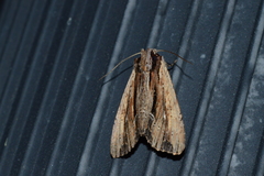 Apamea verbascoides