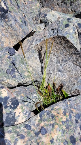 Carex penalpina observed 2023-01-29