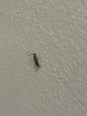 Neolochmaea dilatipennis