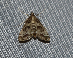 Parapoynx obscuralis
