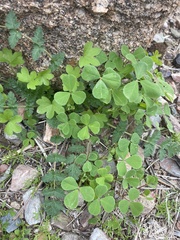 Medicago lupulina