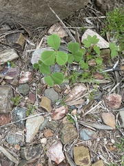 Medicago lupulina