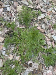 Oncosiphon pilulifer