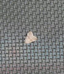 Tolpiodes oligolasia