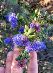 Ceanothus impressus impressus