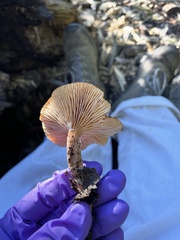 Lactarius rubidus