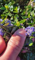 Ceanothus