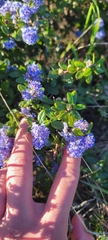 Ceanothus