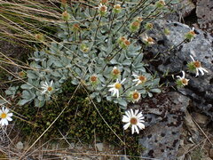 Celmisia allanii