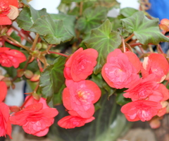 Begonia × tuberhybrida
