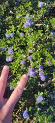 Ceanothus